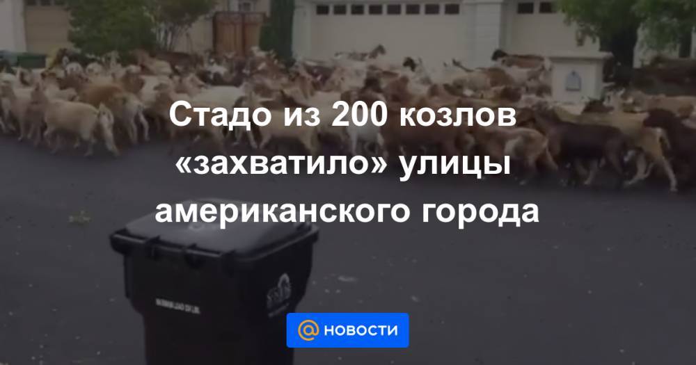 Стадо из 200 козлов «захватило» улицы американского города - news.mail.ru - США - Сан-Хосе