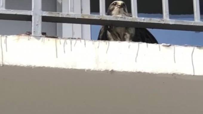На одном из балконов в Кудрово заметили хищную птицу - piter.tv - Сапсан