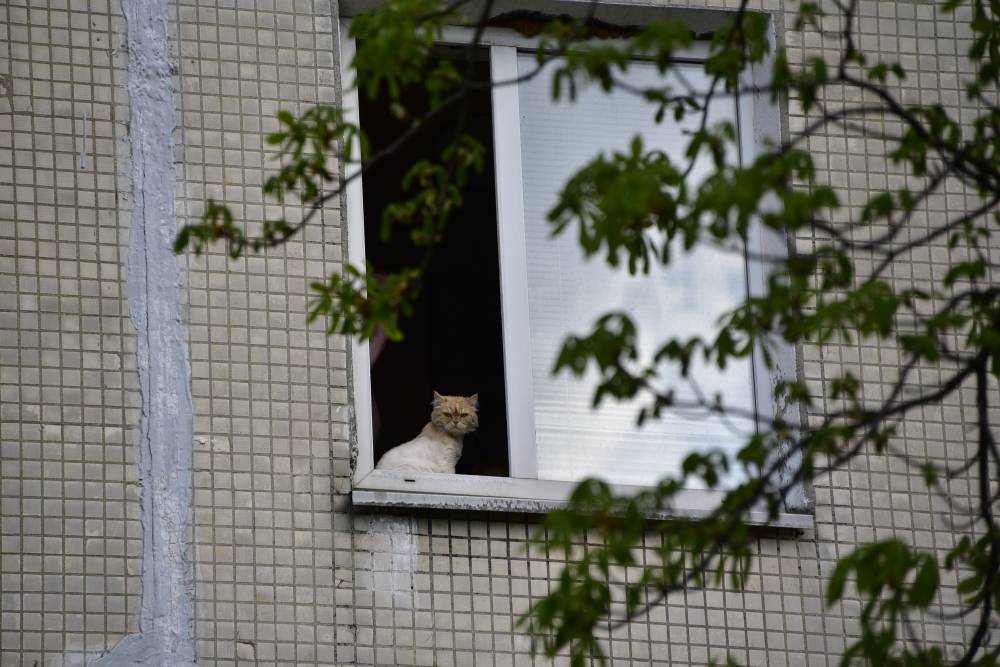 Уставший от детей кот нашел место для самоизоляции в квартире - vm.ru - Москва - Россия