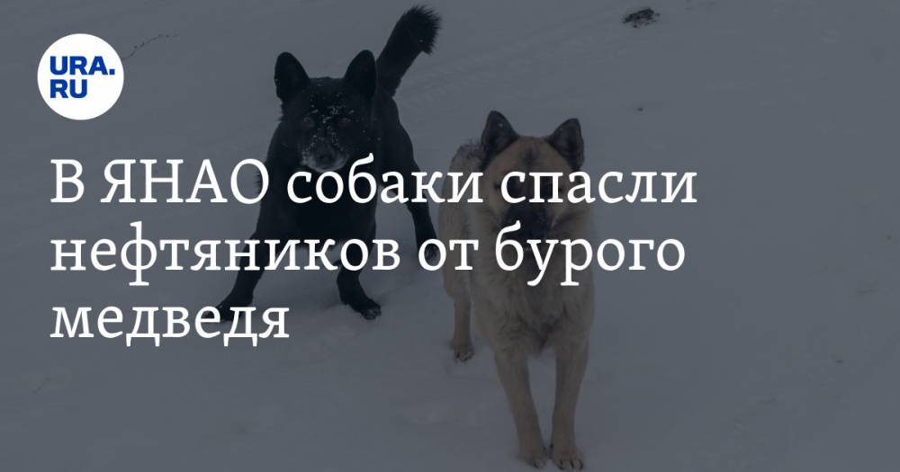 В ЯНАО собаки спасли нефтяников от бурого медведя - ura.news - Свердловская обл. - окр. Янао