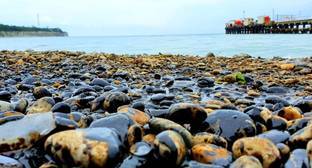 Жители Кубани пожаловались на загрязнение пляжей нефтепродуктами - kavkaz-uzel.eu - Анапа - Геленджик - Тамань - Кубани