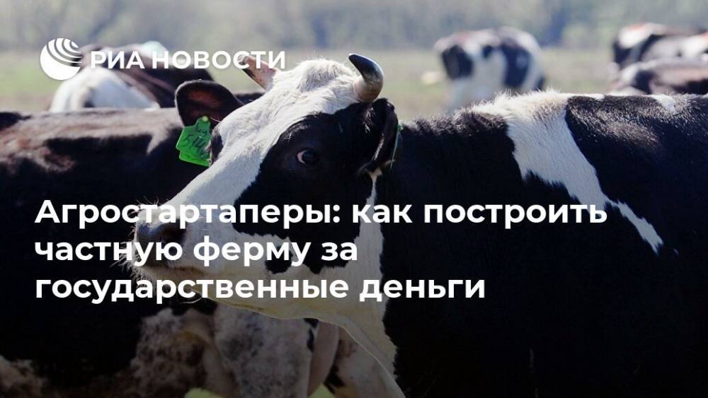 Агростартаперы: как построить частную ферму за государственные деньги - ria.ru - Москва - Россия - Амурская обл.