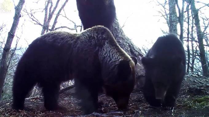 На "Земле Леопарда" медвежата "станцевали" на камеру - piter.tv - Приморье край