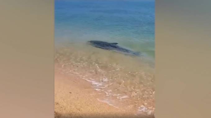 У берега Черного моря во время изоляции заметили плещущихся дельфинов - piter.tv - Анапа - Краснодарский край - Черное Море