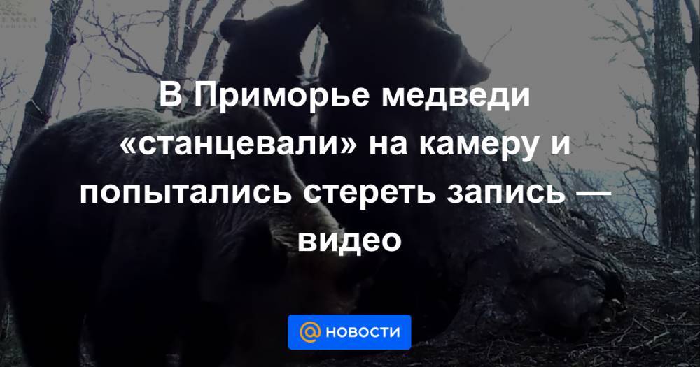 В Приморье медведи «станцевали» на камеру и попытались стереть запись — видео - news.mail.ru - Приморье край