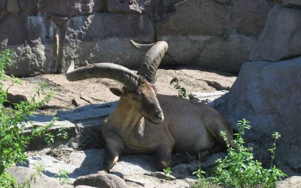 Десять дагестанских туров появились на свет в Московском зоопарке - vm.ru