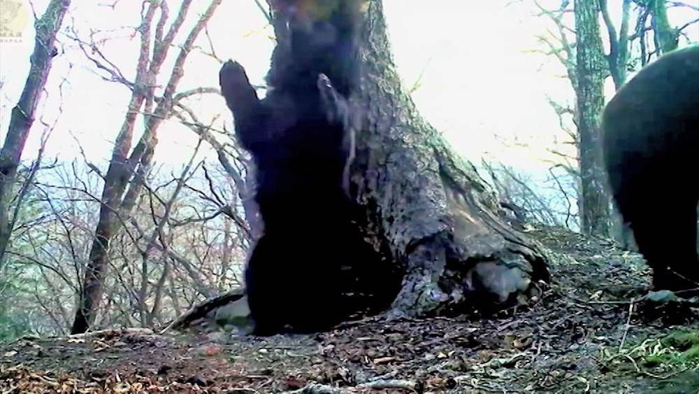 Медвежата попытались уничтожить видео своего "танца" в Приморье - tvc.ru - Приморье край