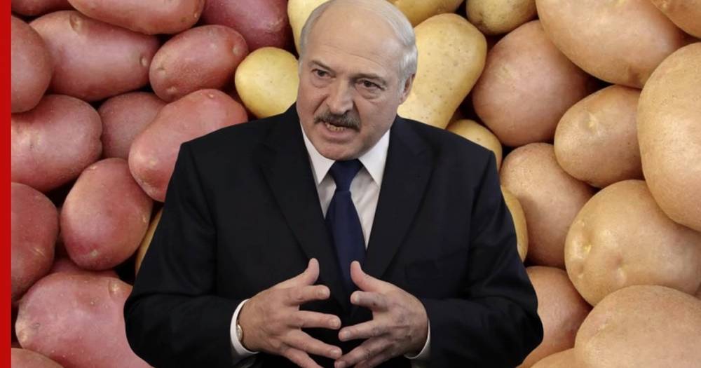 Александр Лукашенко - Лукашенко будет спасать белорусскую экономику с помощью картофеля - profile.ru - Москва - Россия - Белоруссия - Минск - Витебск