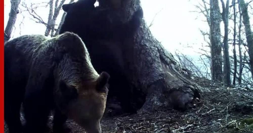 Медвежата случайно «сняли» на найденную камеру других животных - profile.ru - Приморье край - Финляндия
