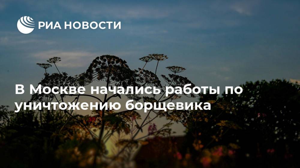 В Москве начались работы по уничтожению борщевика - ria.ru - Москва