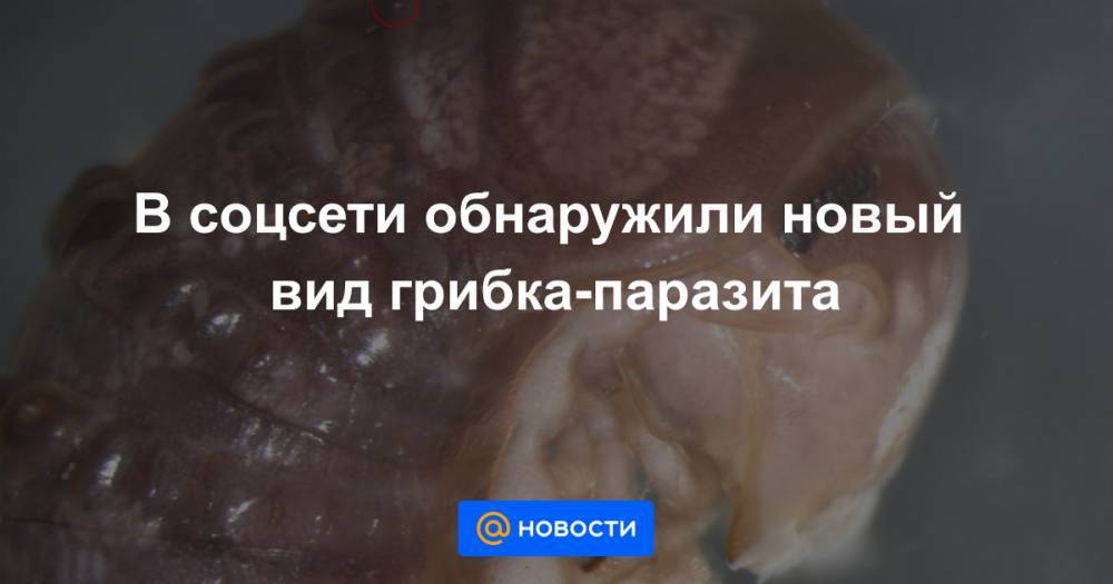В соцсети обнаружили новый вид грибка-паразита - news.mail.ru - США - Дания