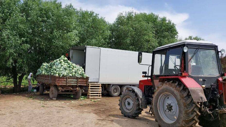 Туркестанскую капусту начали экспортировать в Беларусь - informburo.kz - Белоруссия - Туркестан