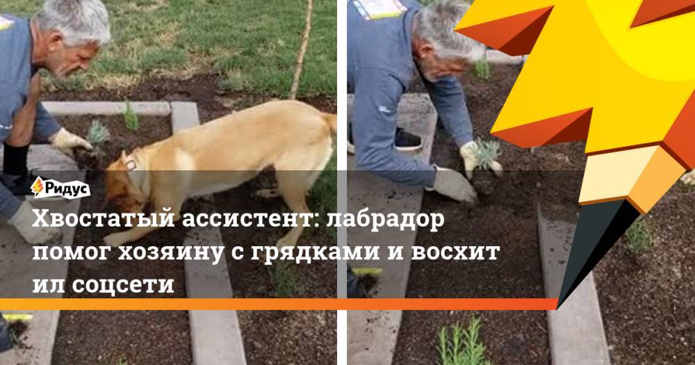 Хвостатый помощник: лабрадор помог хозяину с грядками и восхитил соцсети - ridus.ru