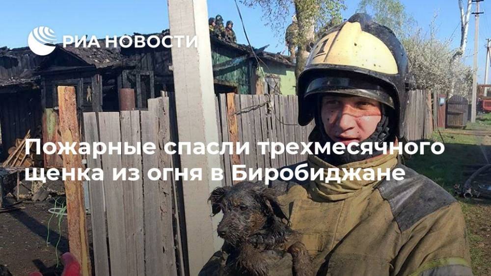 Алексей Петров - Пожарные спасли трехмесячного щенка из огня в Биробиджане - ria.ru - Москва - Россия - Еврейская обл. - Биробиджан