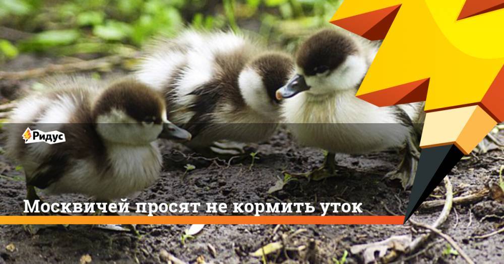 Москвичей просят не кормить уток - ridus.ru