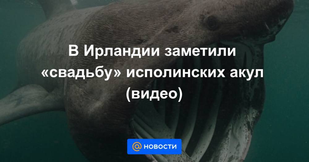 Анна Лысенко - В Ирландии заметили «свадьбу» исполинских акул (видео) - news.mail.ru - Ирландия