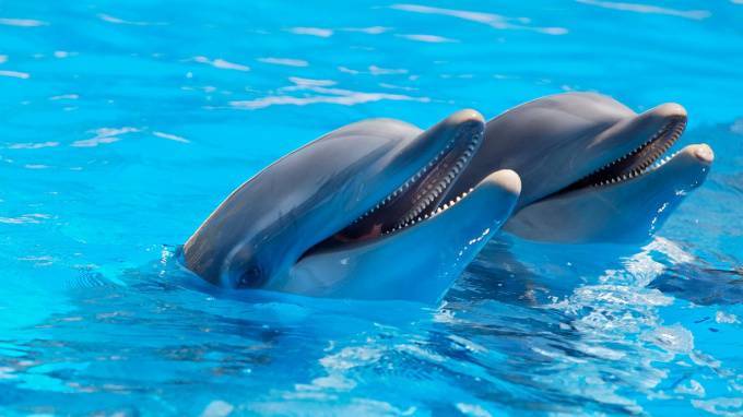 Из-за карантина дельфинарий в Петербурге оказался под угрозой закрытия - piter.tv - Санкт-Петербург