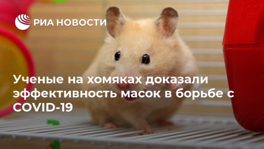 Ученые на хомяках доказали эффективность масок в борьбе с COVID-19 - ria.ru - Москва - Китай - Гонконг