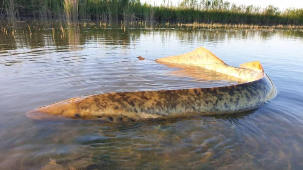 Сосёт кровь: выплывшее из озера гигантское существо шокировало рыбака - gazeta.a42.ru - Голландия