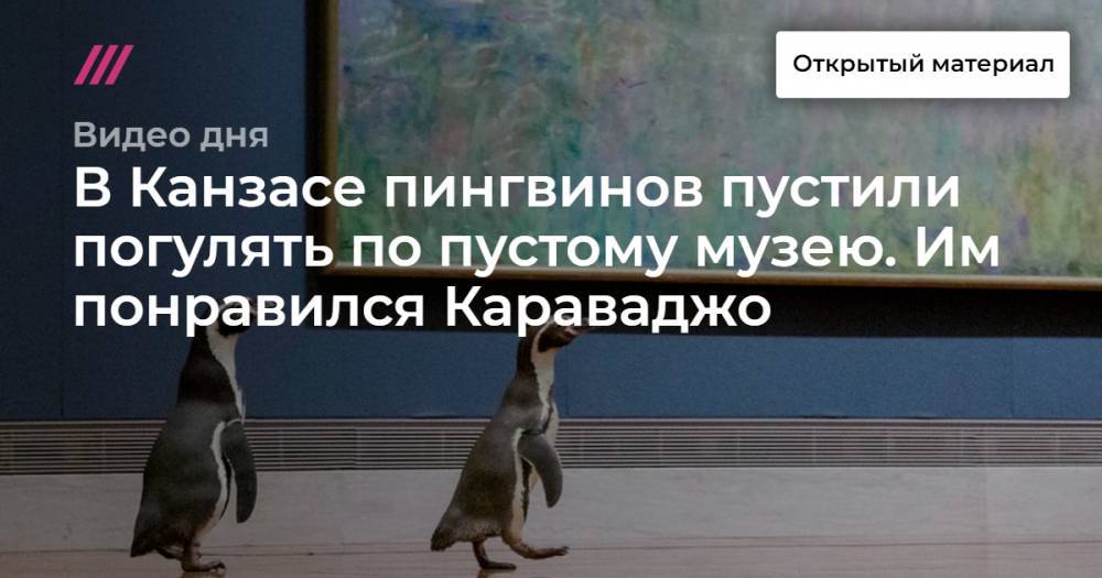 Клод Моне - В Канзасе пингвинов пустили погулять по пустому музею. Им понравился Караваджо. - tvrain.ru - Италия - штат Канзас