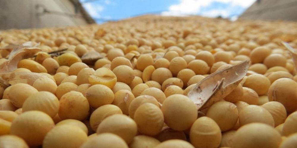 Михаил Мишустин - Минсельхоз поддержал импорт продуктов с ГМО - ruposters.ru - Белгородская обл. - Курская обл. - Липецкая обл.