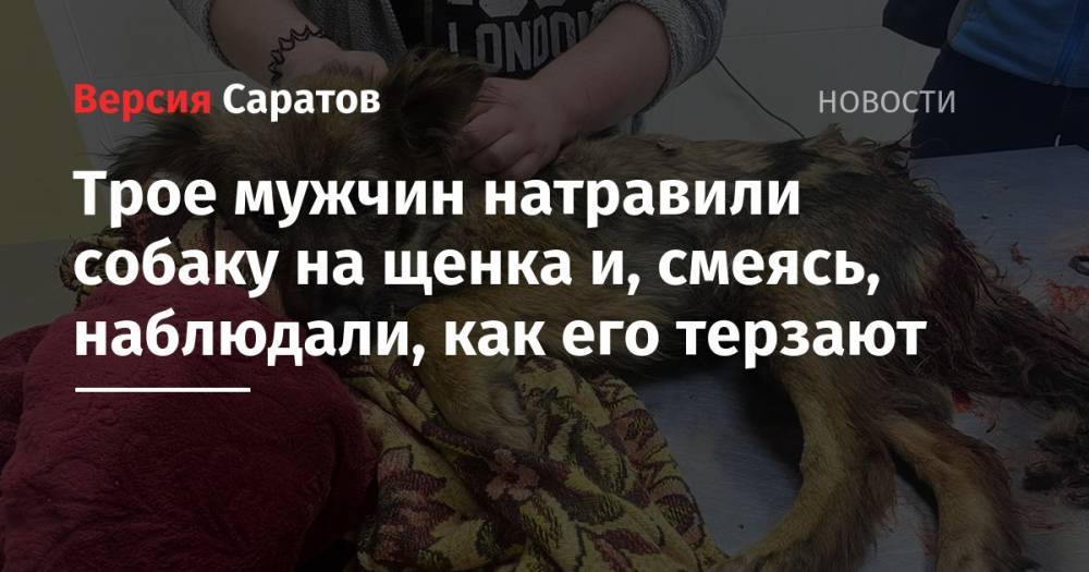 Трое мужчин натравили собаку на щенка и, смеясь, наблюдали, как его терзают - nversia.ru - Саратовская обл.