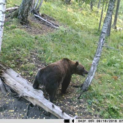 В Ярославле медведь вышел из леса и напал на мужчину, но его спасли таксисты - radiomayak.ru - Ярославль