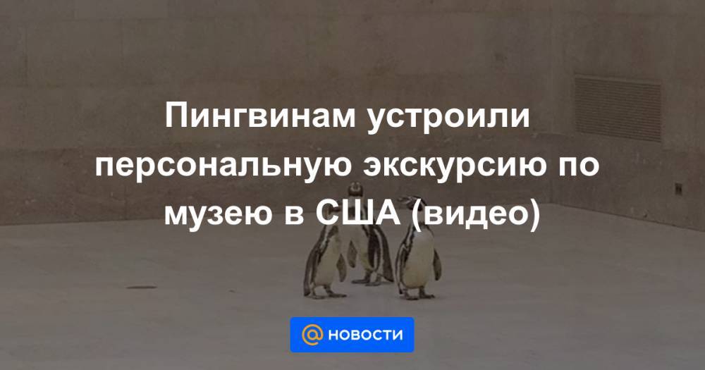 Пингвинам устроили персональную экскурсию по музею в США (видео) - news.mail.ru - США - штат Канзас