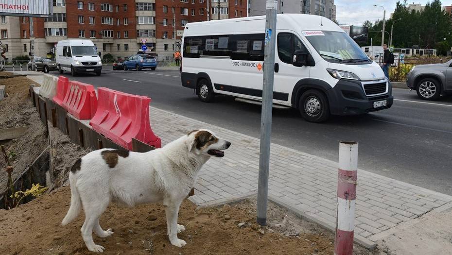 Нашёл где проехать: завершилась эпопея с запуском автобуса в Кудрово - dp.ru - Ленинградская обл.