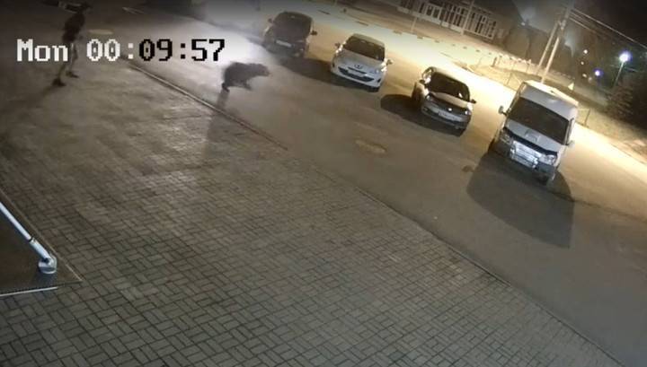 Момент нападения медведя на человека в Ярославле попал на видео - vesti.ru - Ярославль