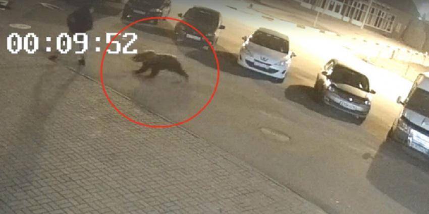 Жителя Ярославля в центре города атаковал медведь - ruposters.ru - Ярославль