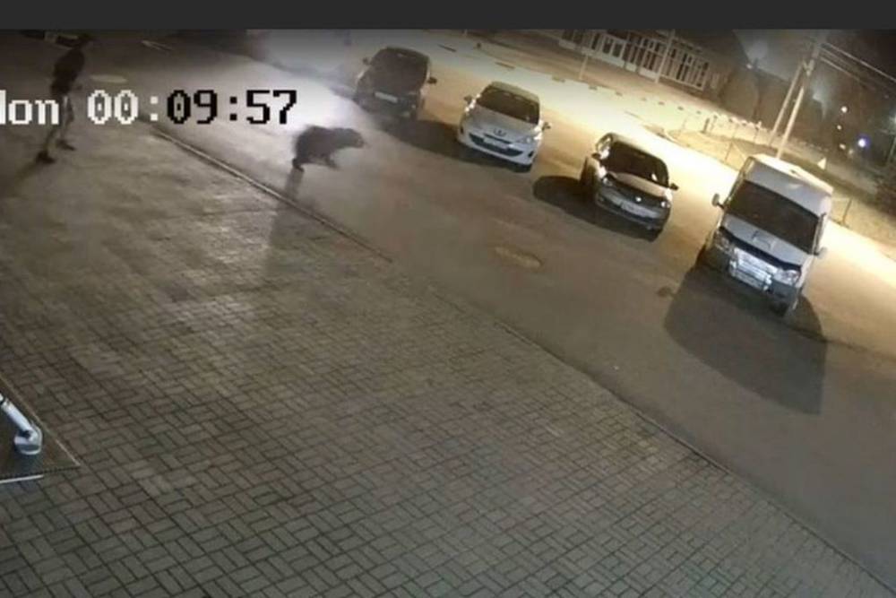 Дикого медведя из Ярославля выгнали бродячие собаки - mk.ru - Ярославль