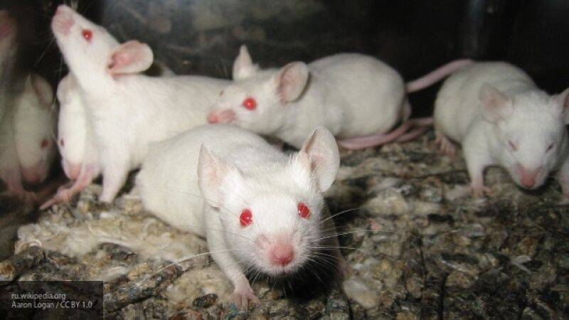 Nation News - Российские вирусологи отредактировали геном мышей для создания вакцины от COVID-19 - nation-news.ru - США