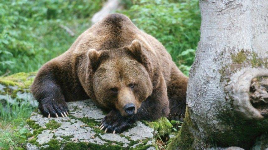 Момент нападения медведя на прохожего в Ярославле попал на видео - 5-tv.ru - Ярославль