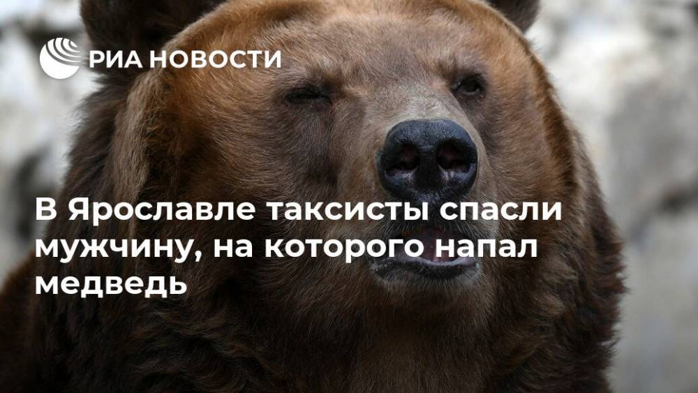 В Ярославле таксисты спасли мужчину, на которого напал медведь - ria.ru - Ярославль