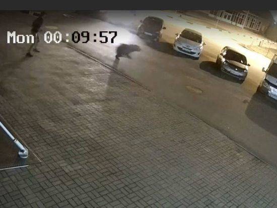 Дикого медведя из Ярославля выгнали бродячие собаки - newtvnews.ru - Ярославль