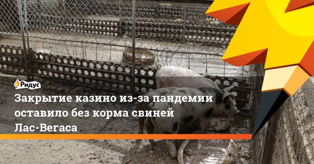 Закрытие казино из-за пандемии оставило без корма свиней Лас-Вегаса - ridus.ru - шт. Невада