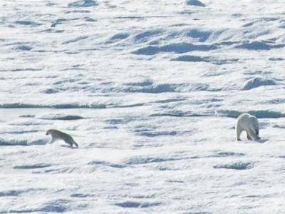 Белый медведь догнал и съел медвежонка - news.am - Армения - шт.Аляска - state Alaska