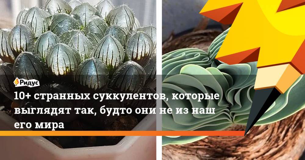 10+ странных суккулентов, которые выглядят так, будто они неизнашего мира - ridus.ru