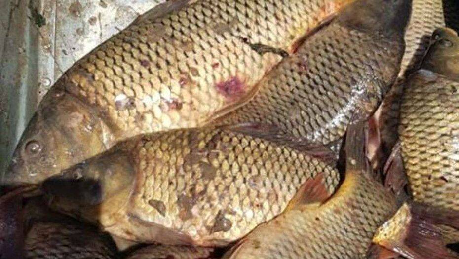 Рыбу из водоёмов Мактааральского района признали непригодной для употребления в пищу - informburo.kz - Туркестан