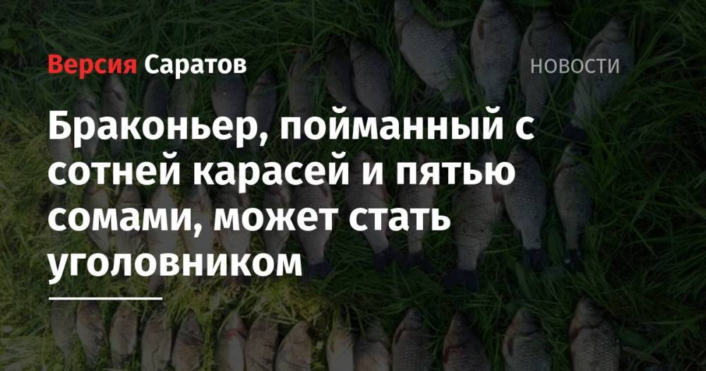 Браконьер, пойманный с сотней карасей и пятью сомами, может стать уголовником - nversia.ru - Россия - Саратовская обл.