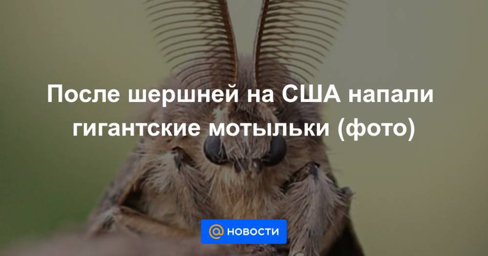 После шершней на США напали гигантские мотыльки (фото) - news.mail.ru - США - шт. Южная Каролина - шт. Джорджия - штат Оклахома - штат Вашингтон - штат Орегон