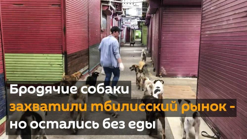 Бродячие собаки захватили тбилисский рынок, но остались без еды - видео - sputnik-georgia.ru - Грузия - Тбилиси