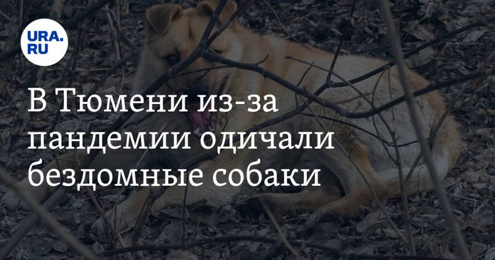 В Тюмени из-за пандемии одичали бездомные собаки. Они сбились в стаи и охотятся на людей - ura.news - Тюмень