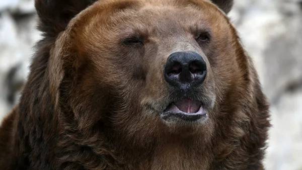 В Ярославле убили напавшего на мужчину медведя - newtvnews.ru - Ярославль