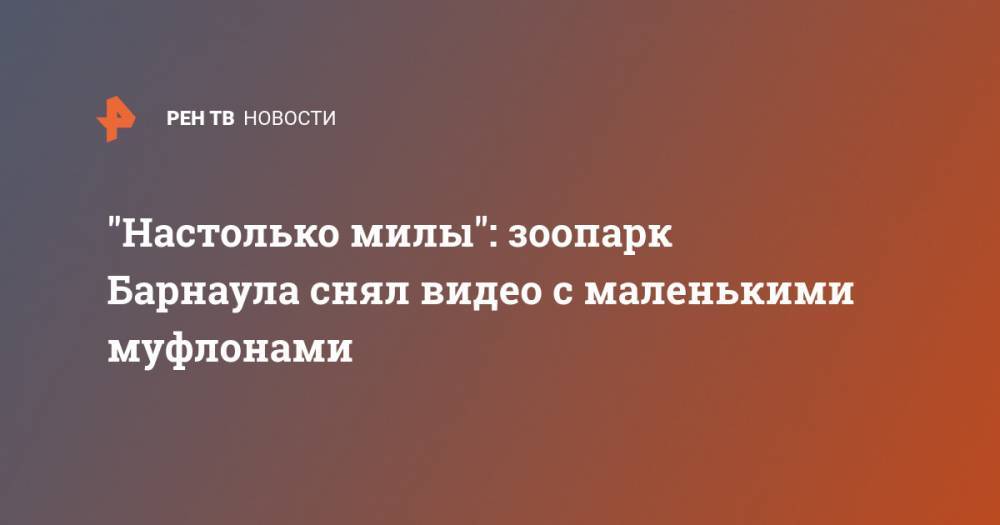 "Настолько милы": зоопарк Барнаула снял видео с маленькими муфлонами - ren.tv - Барнаул