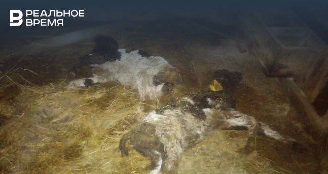 В РТ работники фермы пожаловались на то, что «коровы мрут с голода» из-за отсутствия кормов - realnoevremya.ru - Казань - Зеленодольск