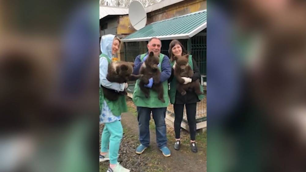 Карен Даллакян - Спасенных медвежат привезли в Хабаровский центр реабилитации. - riafan.ru - Челябинск - Хабаровский край