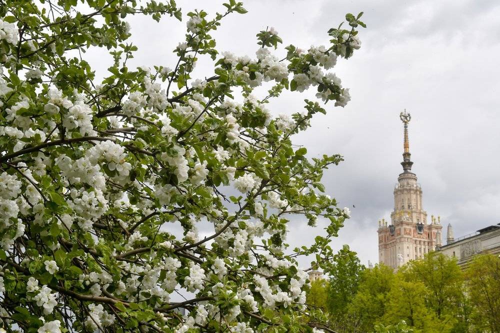 Последовательность цветения растений нарушилась в Москве - vm.ru - Москва - Россия