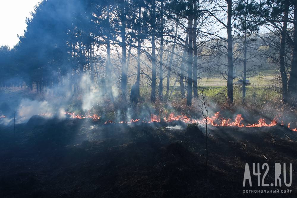 WWF: в 2020 году в Кузбассе леса стали гореть сильнее - gazeta.a42.ru - Россия - Орловская обл. - Кемеровская обл. - Белгородская обл. - Воронежская обл. - Курская обл. - респ. Адыгея - Новосибирская обл. - Омская обл. - Липецкая обл.